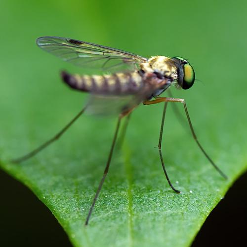 Réf. 305 544 : Chrysopilus asiliformis